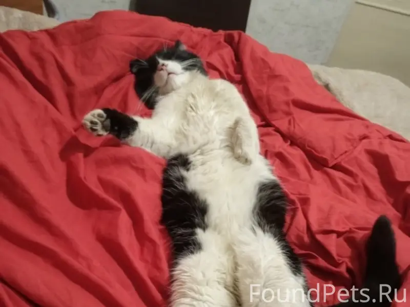 Пропал кот Кузьма, с. Котельниково