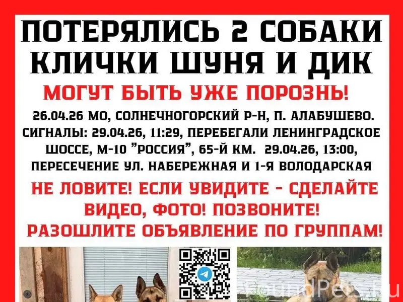 Пропали метисы Шуня и Дик, Солнечногорск