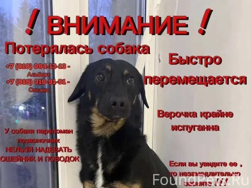 Пропала собака Вера, район 25 Октября