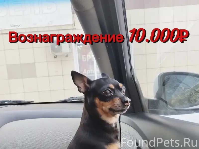 Пропал метис той-терьера и чихуахуа Майкл, Советский район