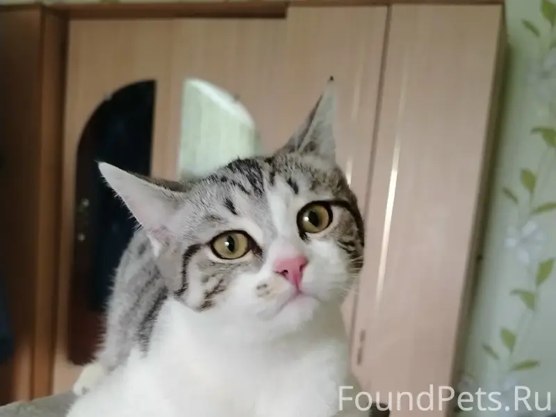 Пропала кошка, улица Трудовая
