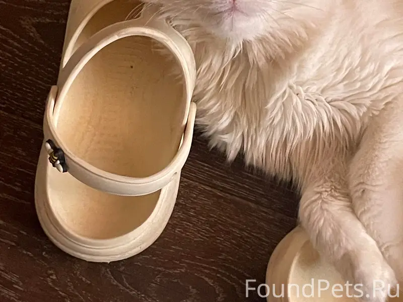 Пропала кошка Маша, район металлурга