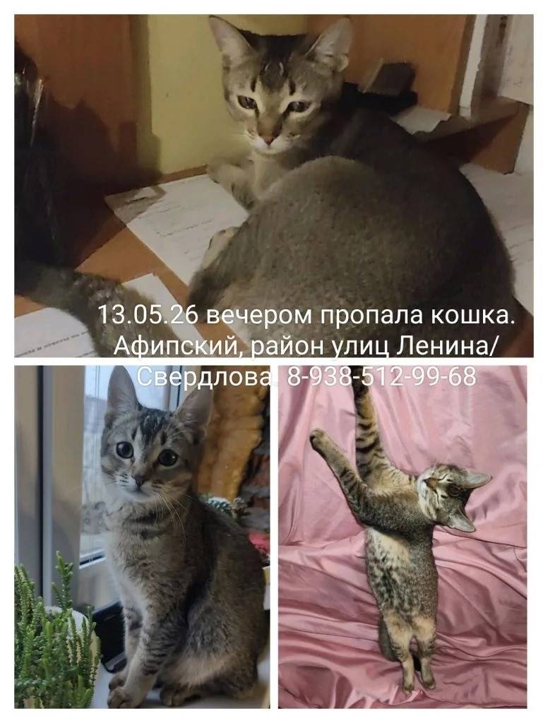 Пропала кошка, Афипские