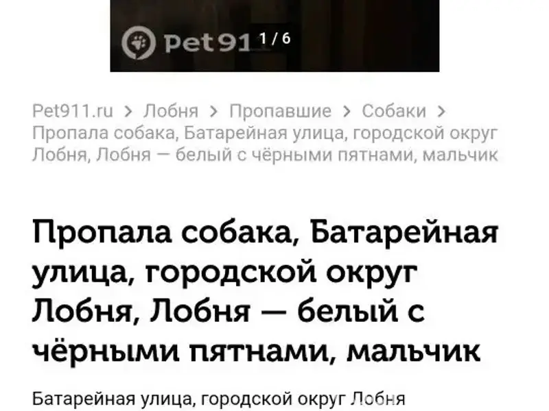Пропал пес Ярик
