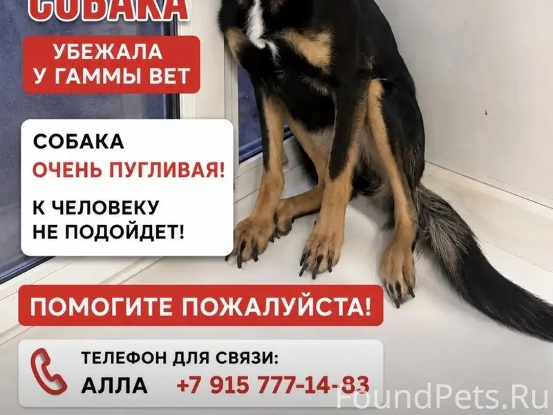 Пропала собака Вера, около ветеринарной клиники