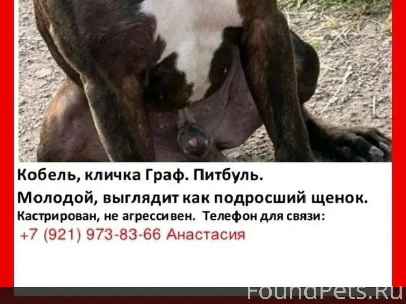 Пропал питбуль Граф, Тосно, село Ушаки