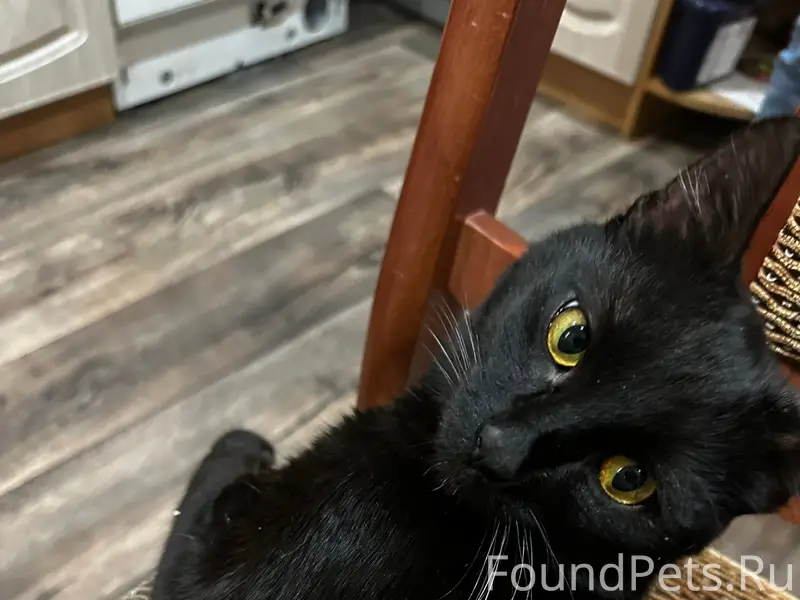 Найден кот, хромает на задние лапы