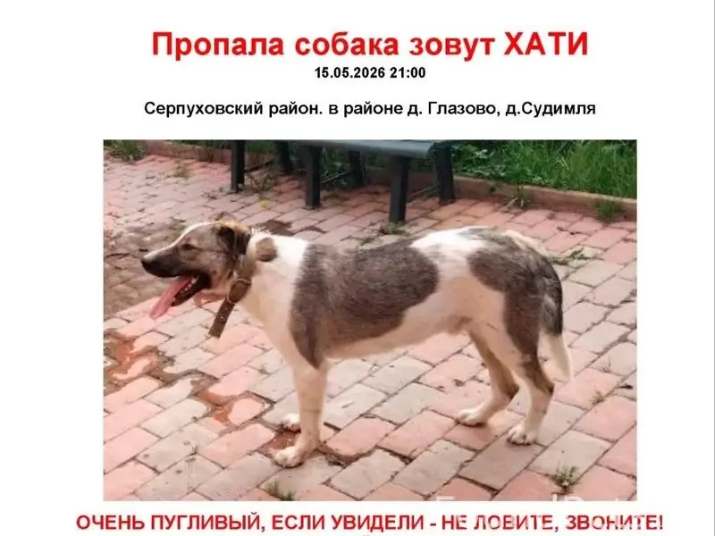 Пропал пёс Хатико, дворняга, г. Серпухов