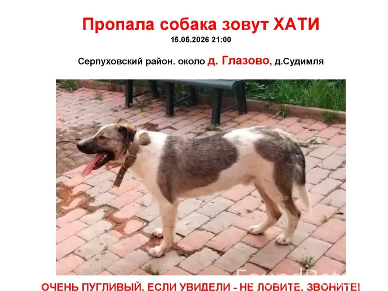 Пропал дворняга Хатико, г. Серпухов