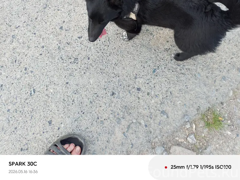 Найден пёс, Богданович