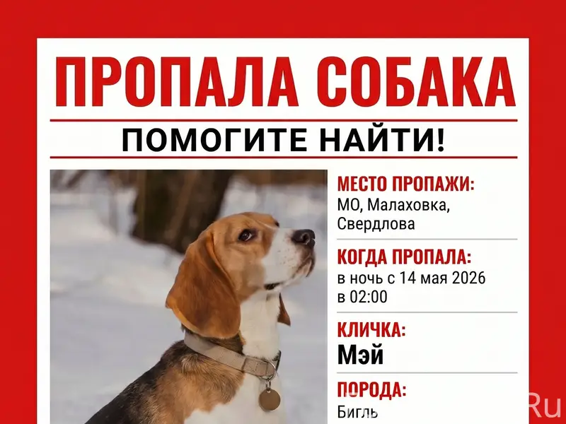 Пропала собака Мэй