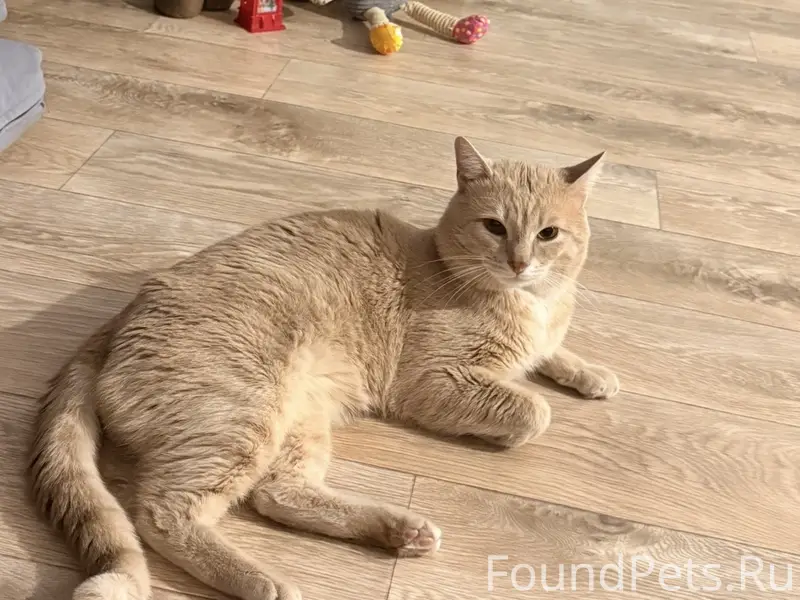 Пропал потерялся рыжий котик