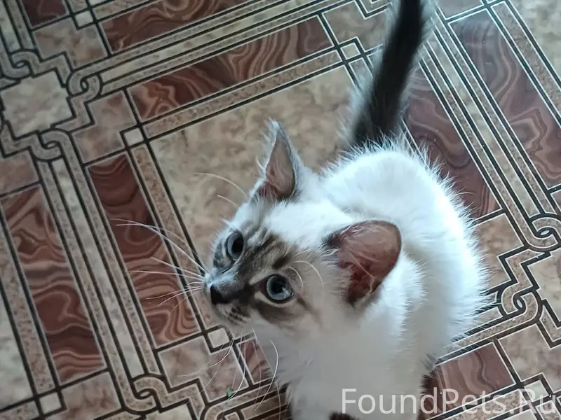 Найдена кошка, возле детского сада номер 193