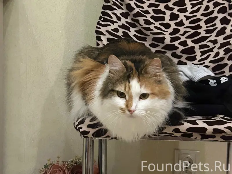 Пропала кошка, Калуга