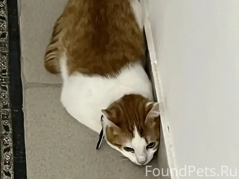 Найден котик, мкр Д, дом 6