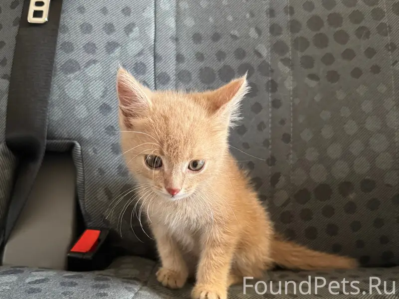 Найден маленький котёнок, ищем хозяев