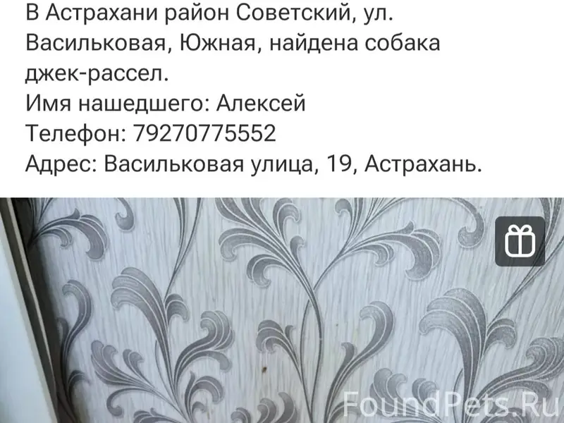 Найден тип собака, Астрахань
