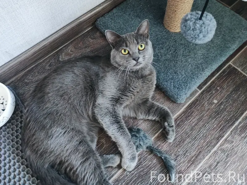 Пропал кот Серхан, Воронеж