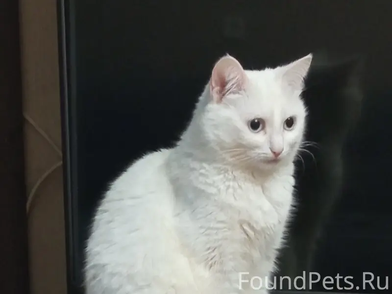 Пропала кошка Масенька, Северная роза