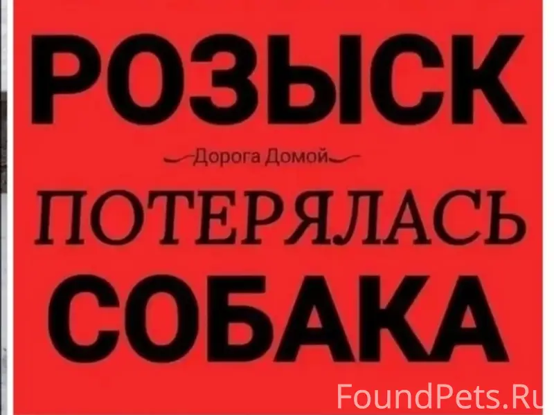 Пропал кобель Максик, левый берег