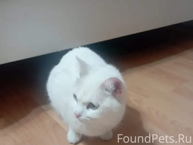 Найдена кошка, район речпорта
