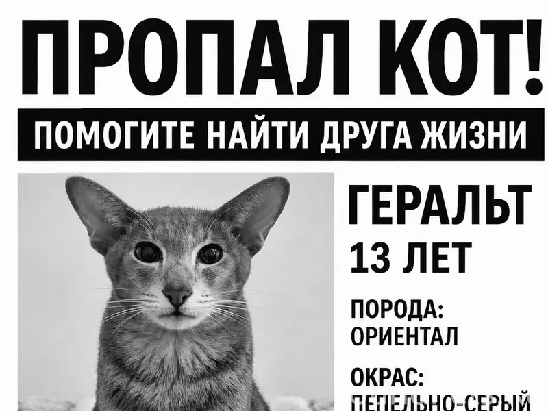 Пропал кот Пирожковой
