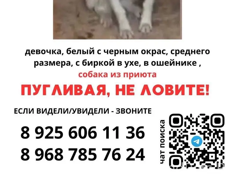 Пропала собака, Орехово-Зуево