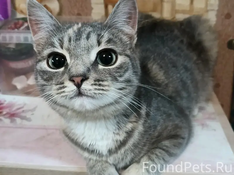 Пропала кошка Кира, г. Киржач