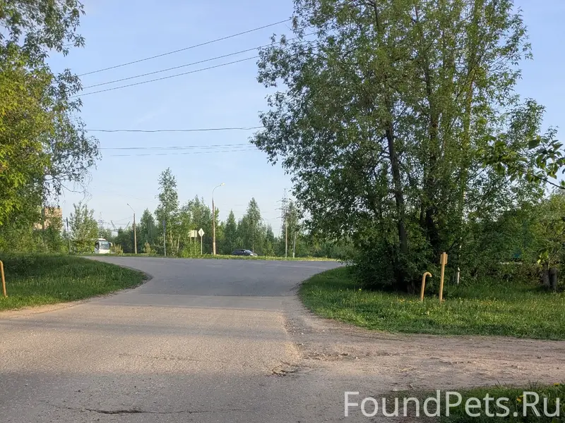 Пропала крупная светлая собака, Старое Кстово