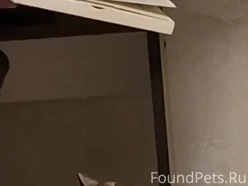 Пропал кот Боб, район нового южного
