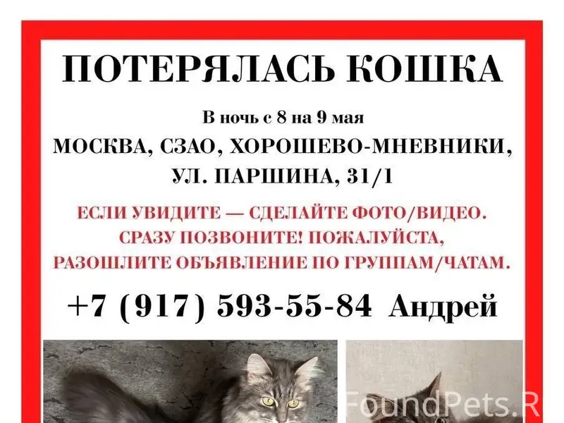 Пропала сибирская кошка Ложечка, Хорошёво-Мнёвники