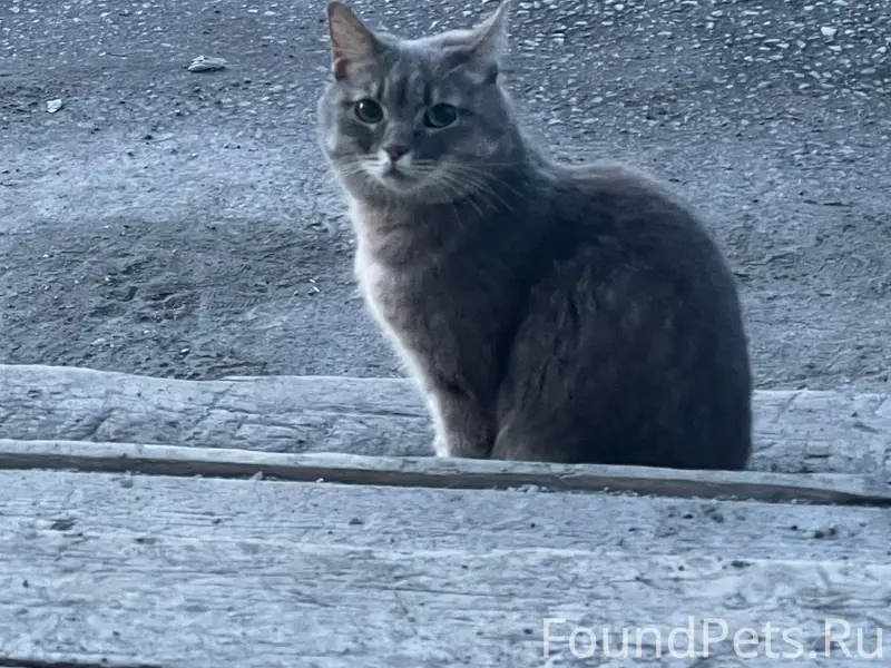 Найдена кошка, 2 район, 1 Линейная 3