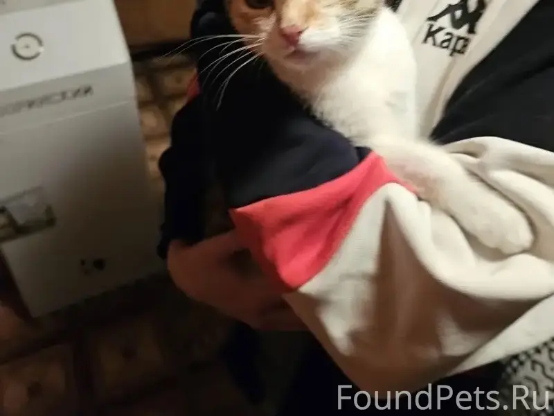 Найден котёнок, Заборье