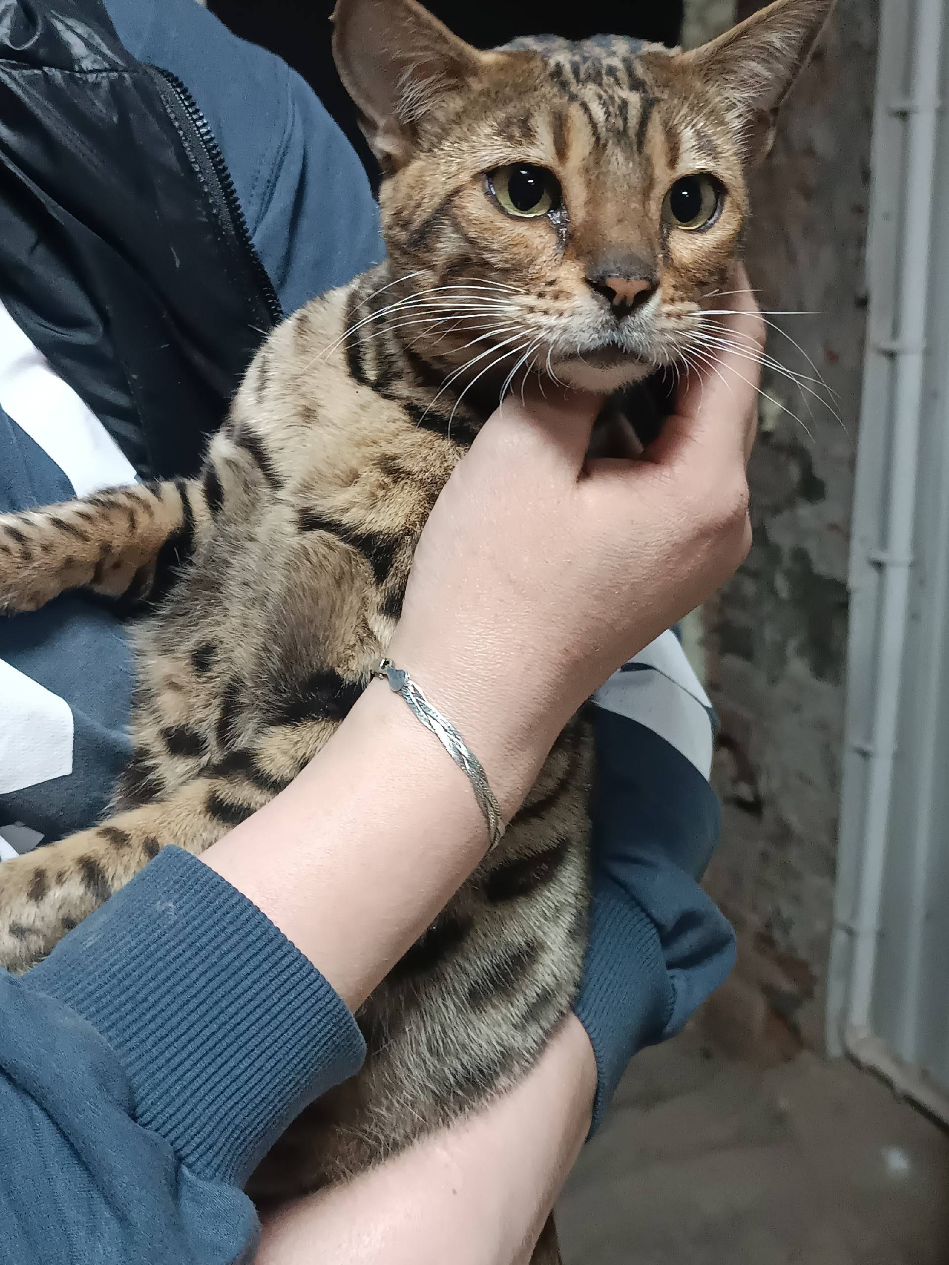 Найдена бенгальская кошка, район хлебозавода