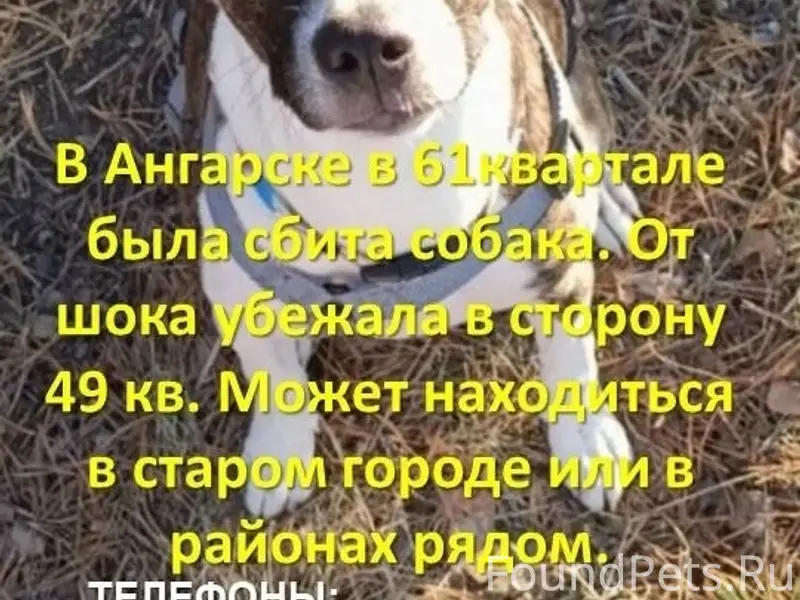 Пропала собака, возможно травмирована в ДТП