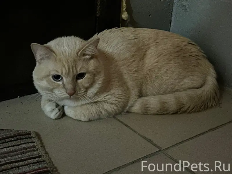 Найден кот, Вагонная, 25