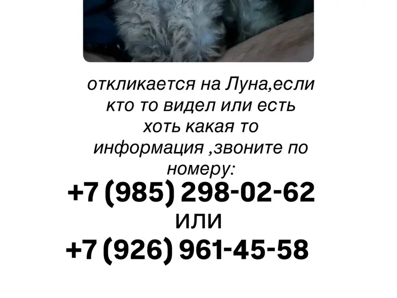 Пропала кошка, Подольск