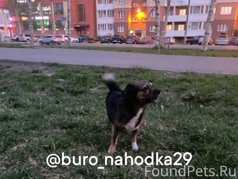 Найден пёс, Ломоносова 92