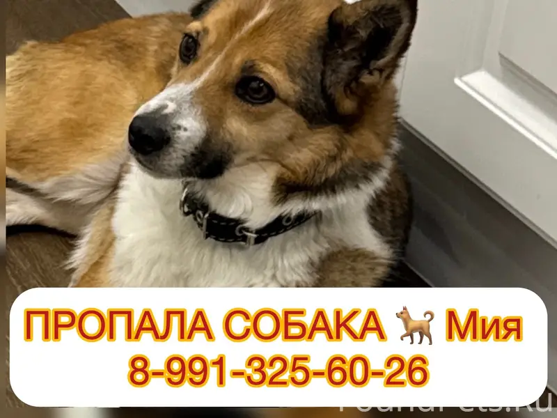 Пропала дворняжка Мия, Медовка, Воронеж