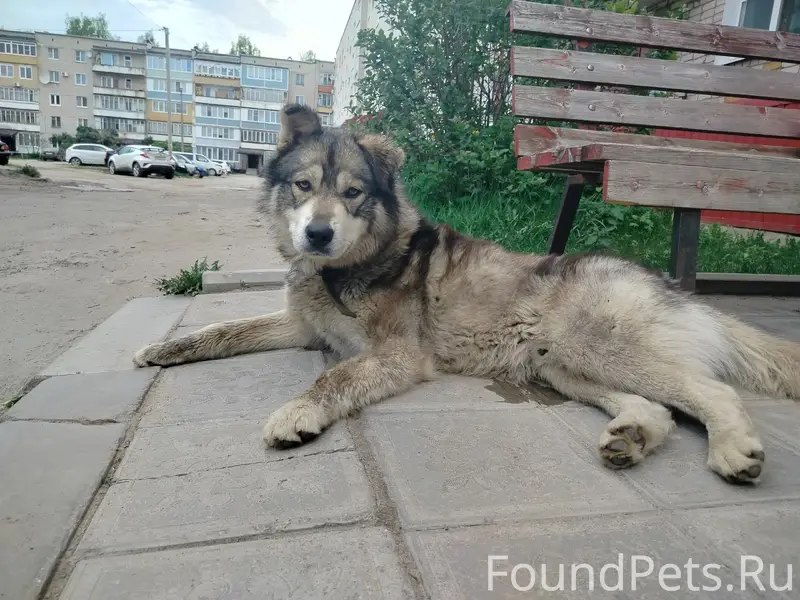 Пропал пёс, пос. Ветлужский