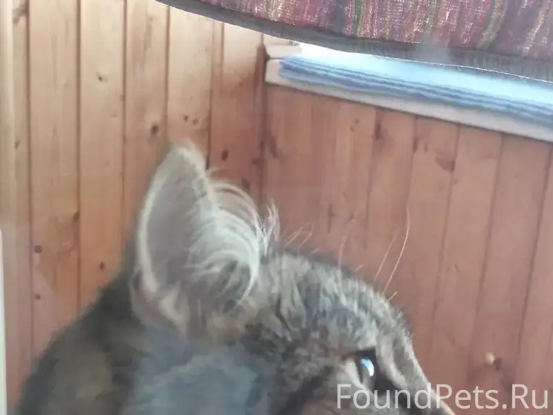 Найден кот, стрижен под льва, Менделеева, 7/2
