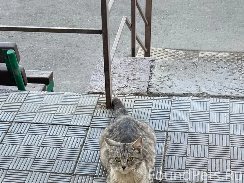 Найдена кошка, ул. Ваана Теряна