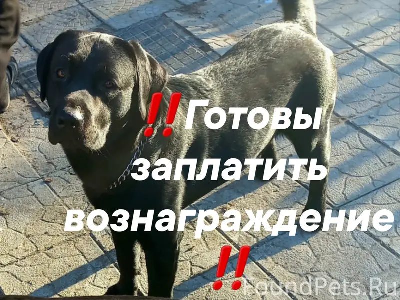 Пропал Лабрадор Амур