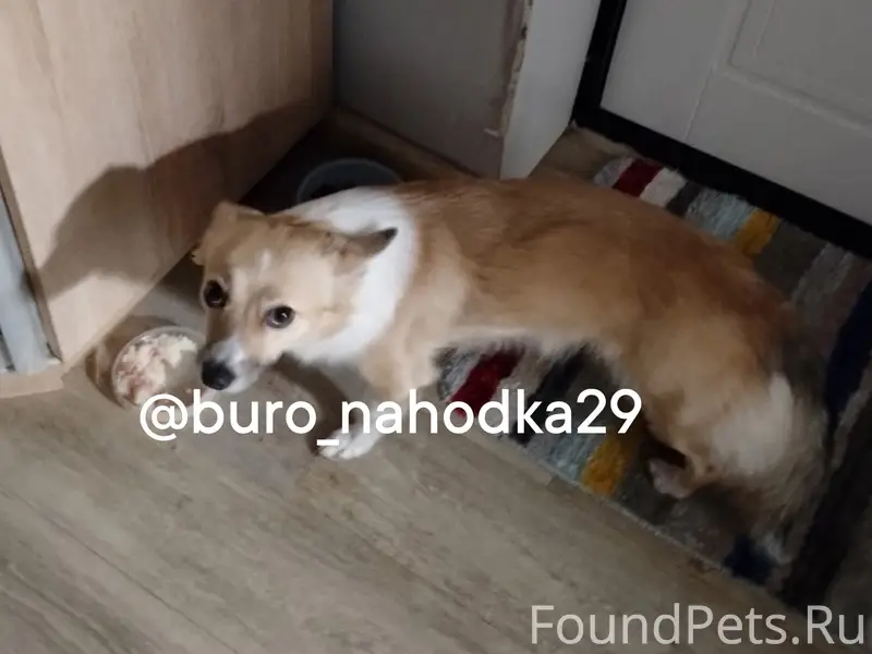 Пропала собака Валя, Лесная речка