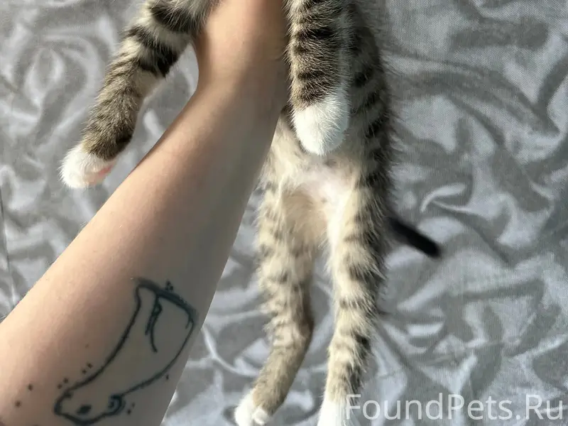 Найден котёнок, ул. Осьмова, 23