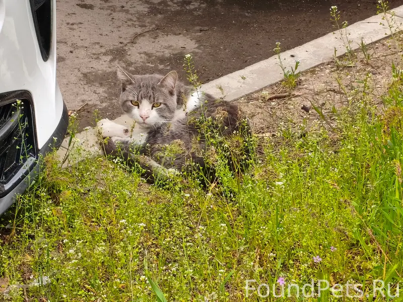 Найден котик, г. Симферополь