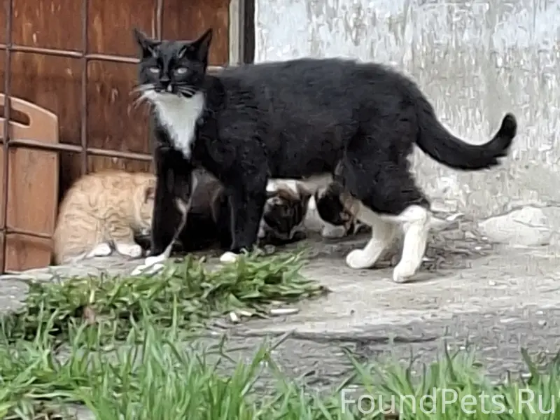 Пропавшие котята, 4 месяца, под домом
