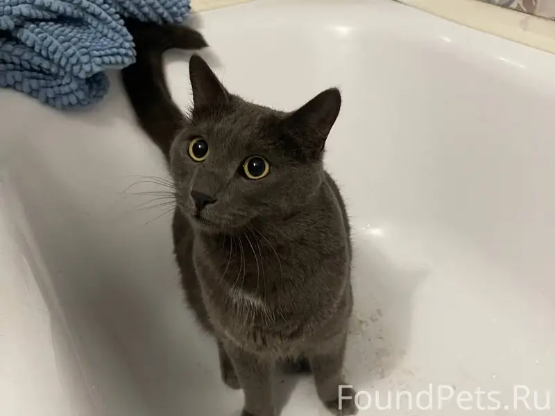 Найдена кошка, район ЗАГСа