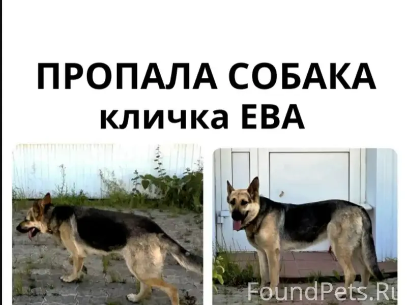 Пропала собака, ул. Промышленная