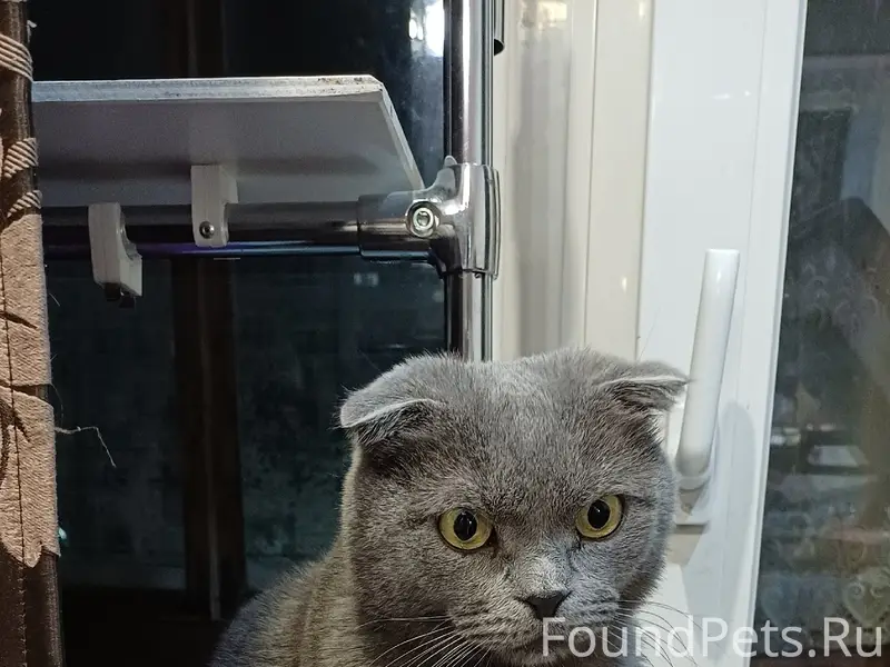 Пропал шотландский вислоухий Мартин, Ухта